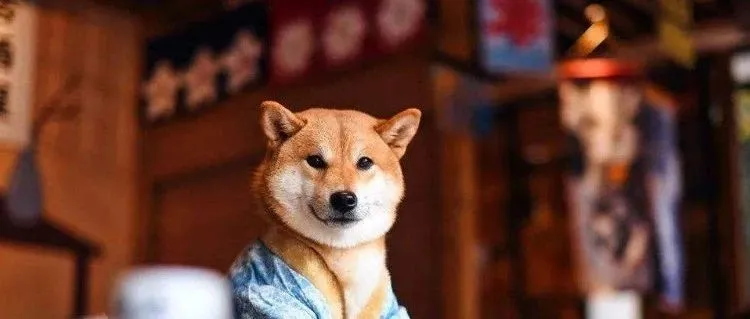 波奇宠物IPO:国内最大的宠物生态平台能否在美股市场滚雪球?