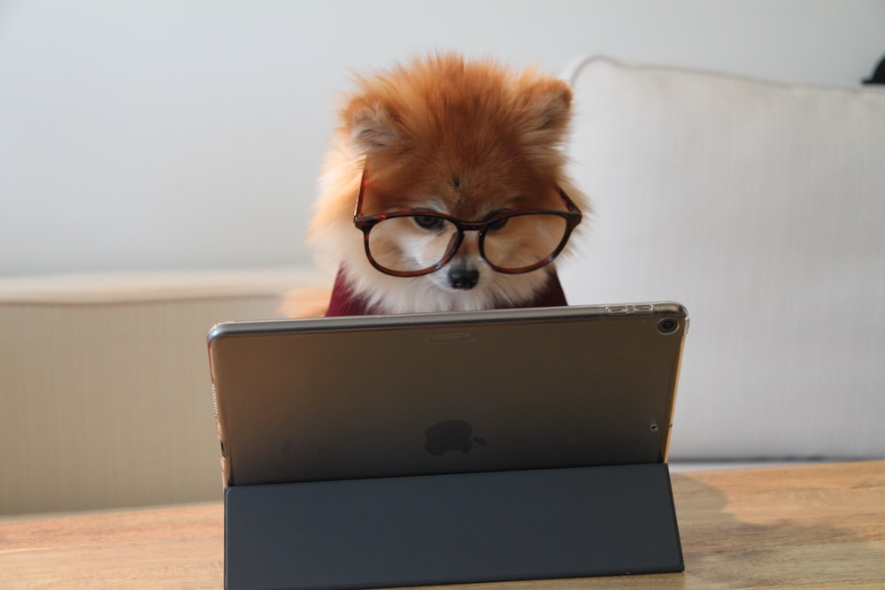 黑色笔记本电脑上的棕色和白色长涂的小狗戴眼镜