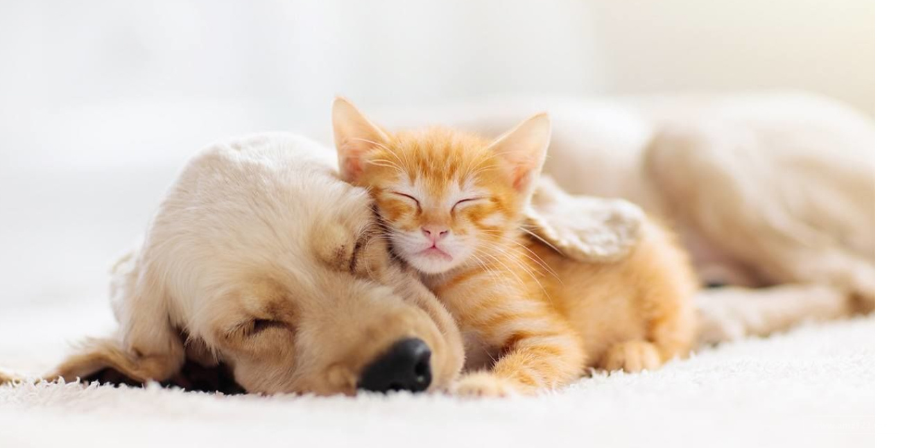 日本市民对宠物狗的支出是宠物猫的两倍，哪个品类支出占比最大？