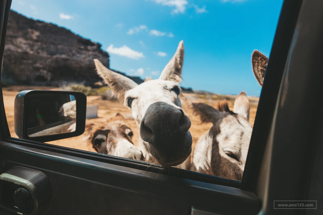 西班牙在线销售增长了12%！这些品类销量大涨