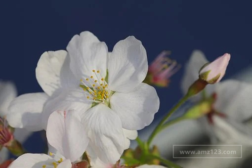 Tophatter开店入驻流程