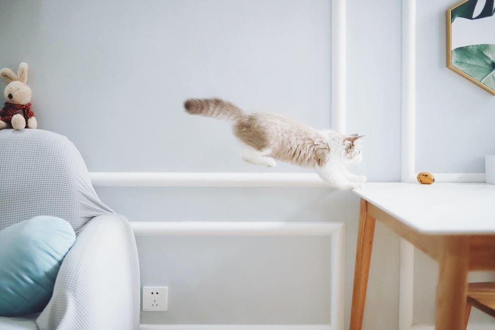白色木桌上的白色和棕色猫