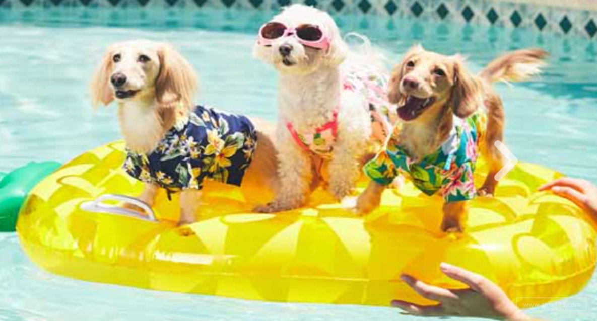 2021美国全国狗日：亚马逊、沃尔玛众多平台纷纷推出促销活动！