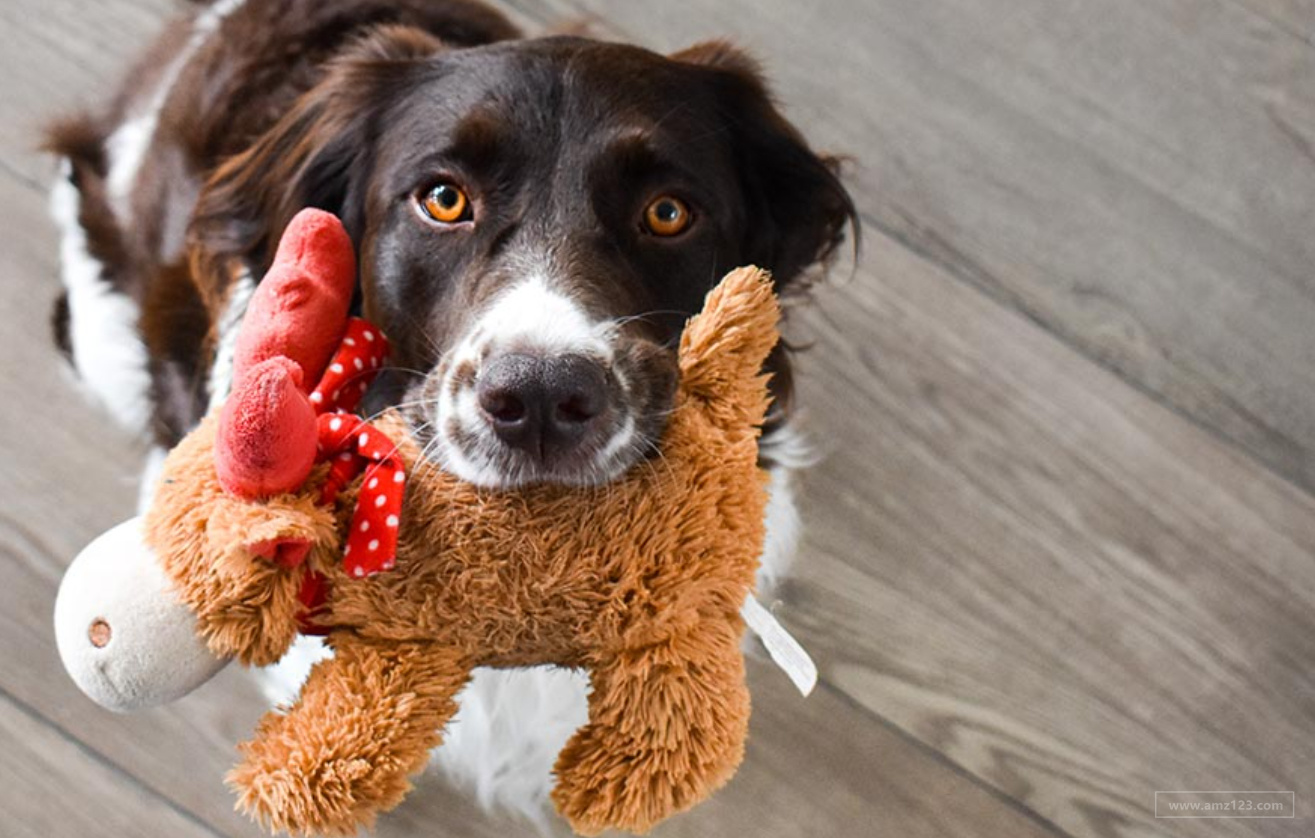 圣诞节爆款抢先看！亚马逊宠物热卖产品预测揭秘！