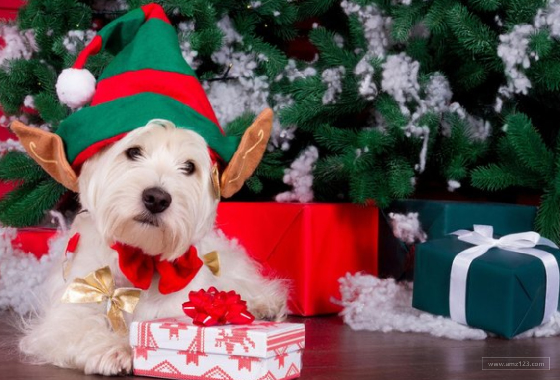 86%俄罗斯宠物主人将为宠物准备新年礼物！卖什么会爆单？