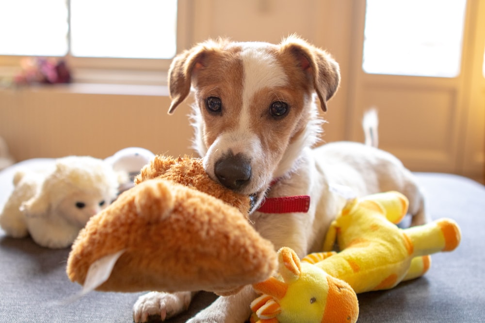 棕熊毛绒玩具上的白色和棕色短涂层狗