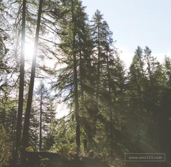 eBay进阶版卖家中心帐户有哪些要求？有什么功能？