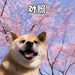对照.png 图片