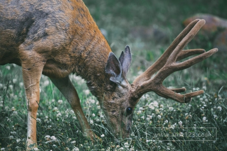 Real.de开店收费标准和佣金率是多少？怎样才能在德国开店？