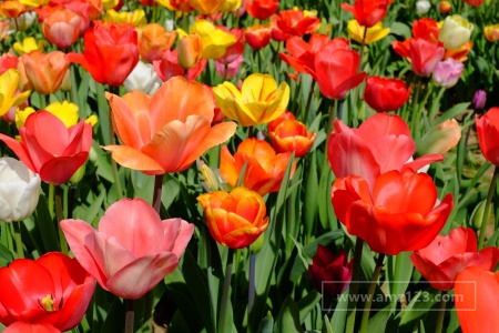 日本外贸客户有什么特点？合作有哪些禁忌？