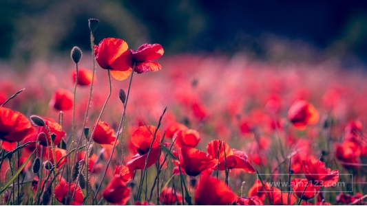 tiktok shop泰国如何注册？小店怎么选品？