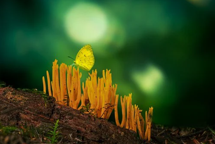 速卖通无忧物流有何优势？物流模板的使用范围是什么？