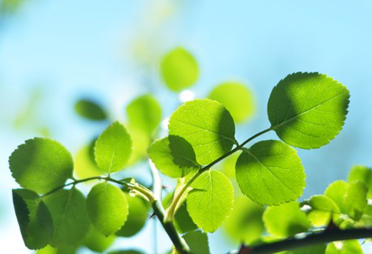 starday的核心优势是什么？中国卖家如何入驻Starday？