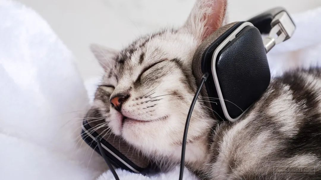 出海品牌Furbulous：智能养宠新趋势，颠覆创新做产品