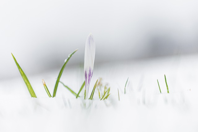 亚马逊配送模板设置有什么注意事项吗？ 如何使用配送覆盖模板？