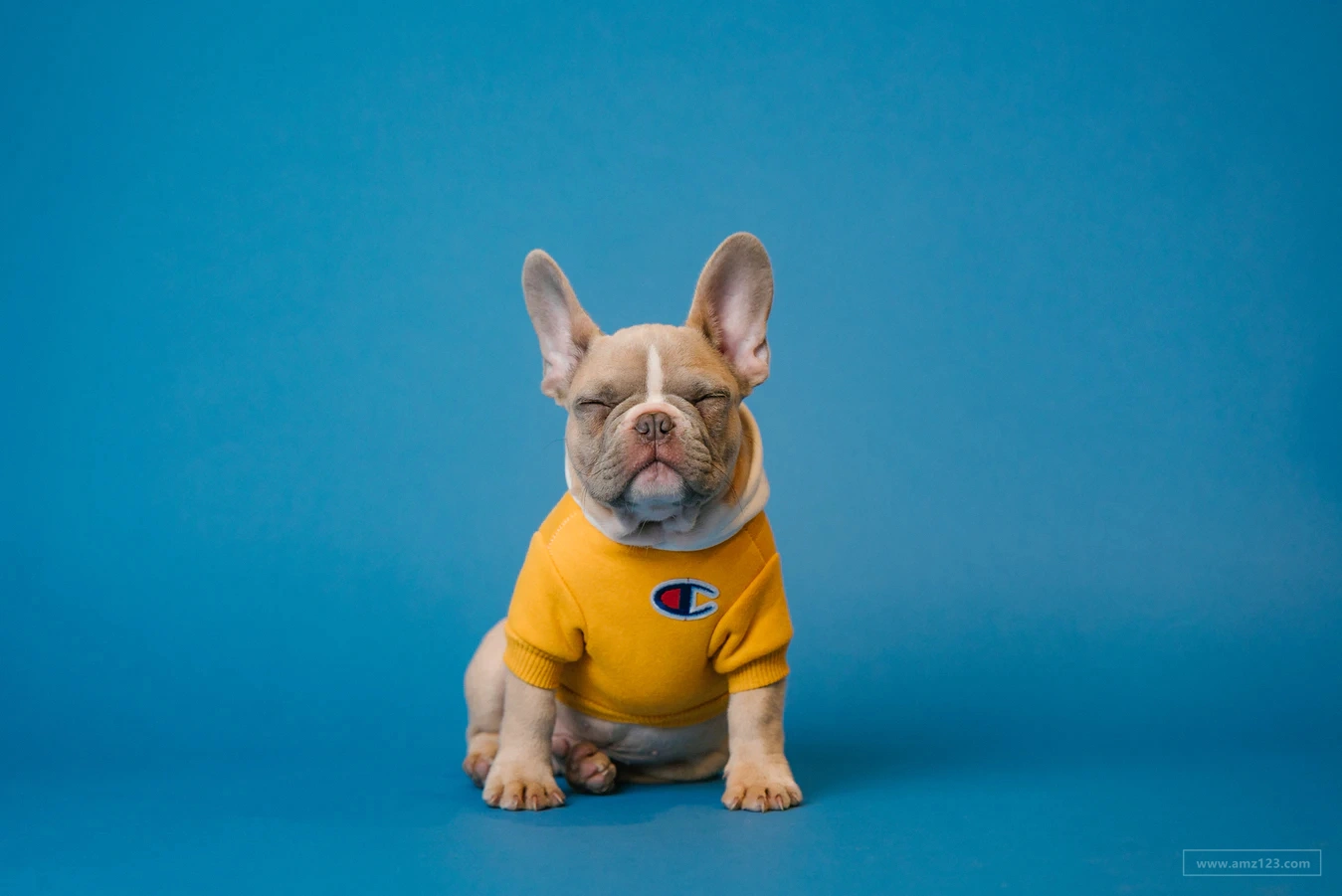 宠物用品新商机！这类产品在美国的销量暴涨500%