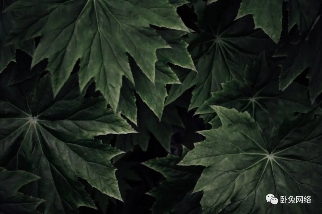 亚马逊直播购物视正在慢慢地融入大型购物节日