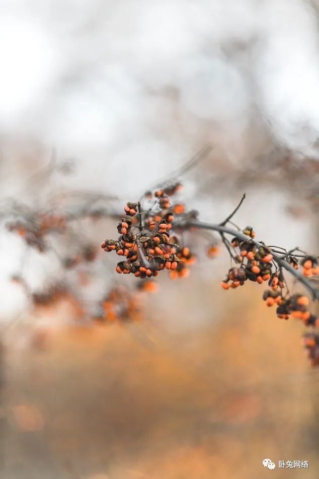 2020年10个最重要的网红营销统计