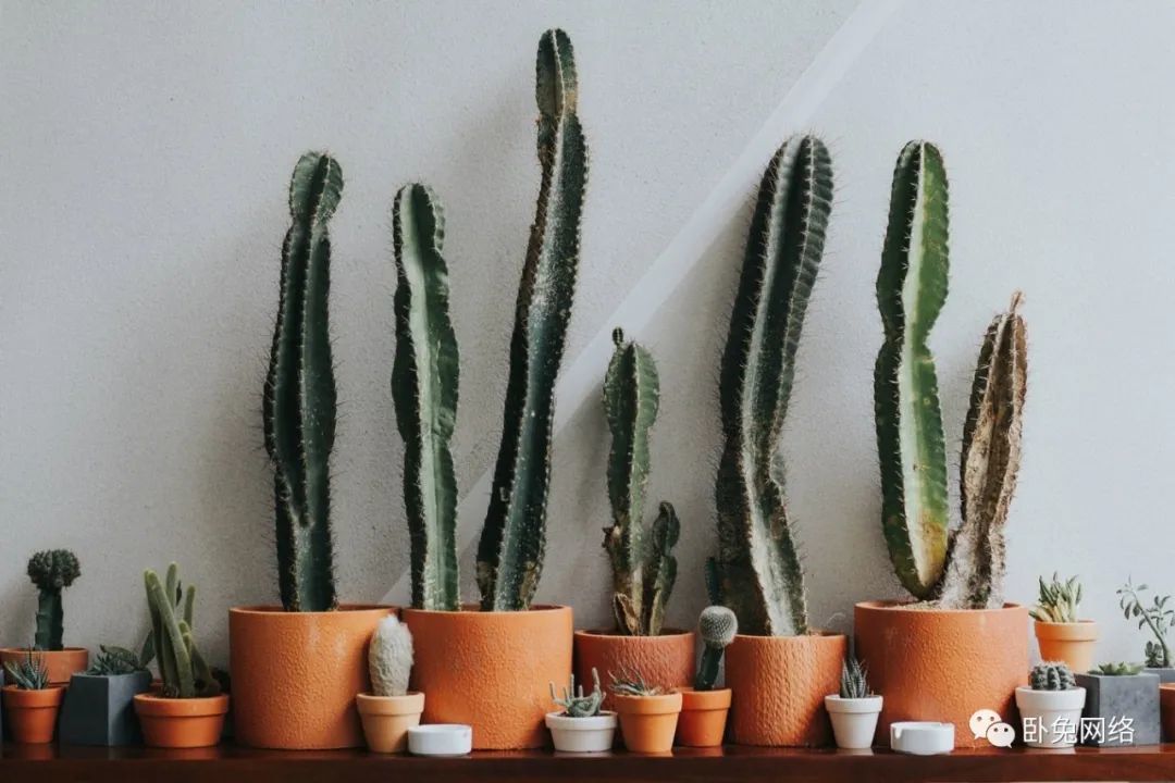 谁可以使用亚马逊直播（Amazon Live？）