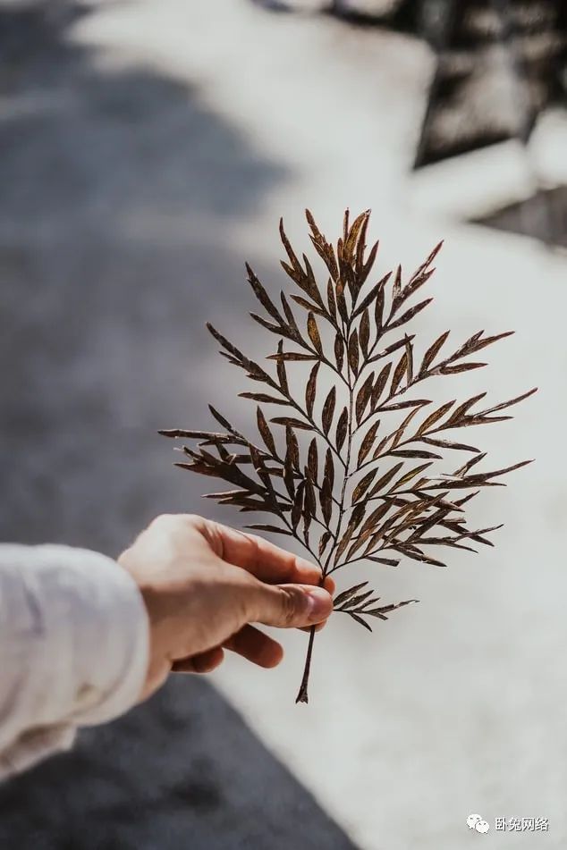 最具成本效益的网红营销是整体策略