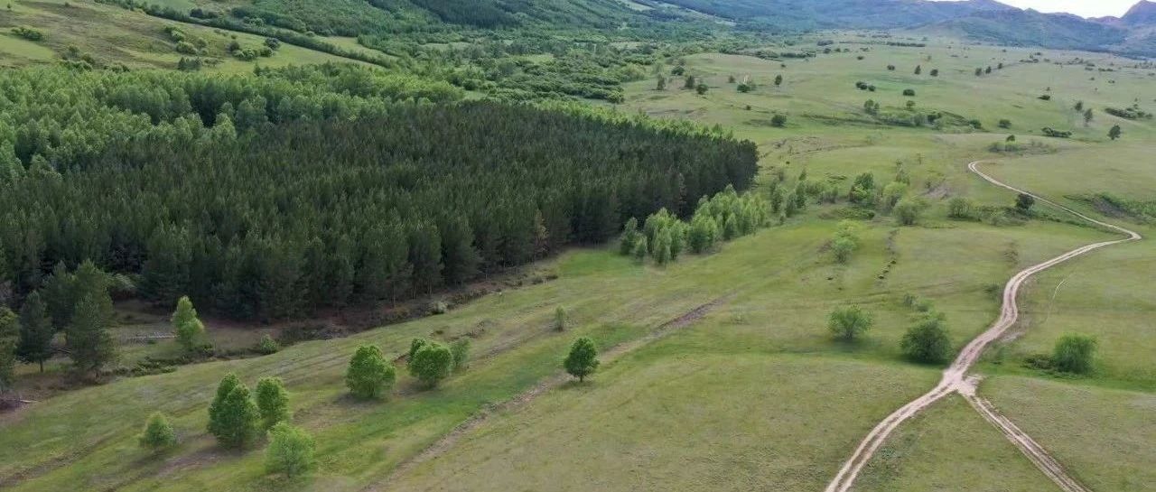 为什么暂停推广后自然量反而会增加？