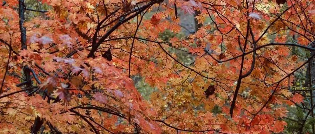 Facebook 宕机后的投放数据注意事项