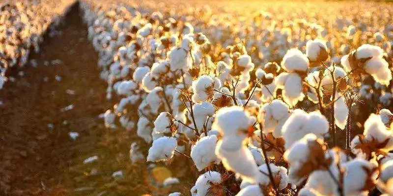 亚马逊抵制新疆棉花？棉制品一律下架？