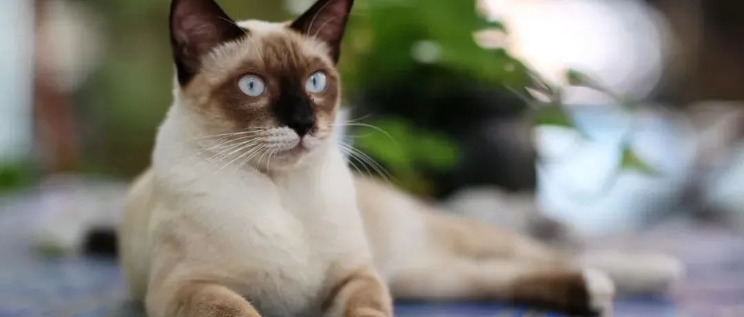 宠物用品市场竞争大？3条思路教你不走寻常路