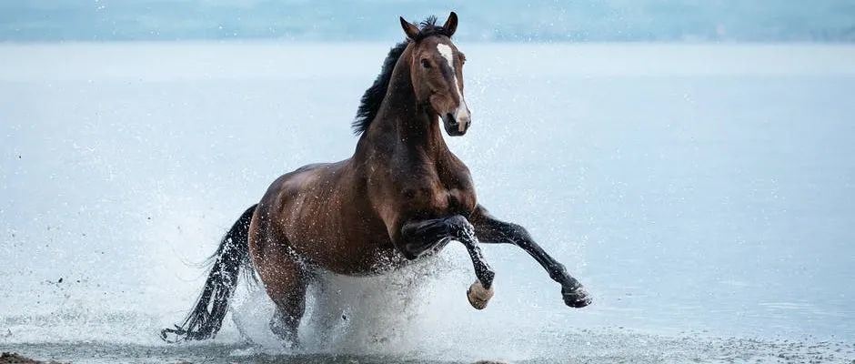 “小马过河”做跨境