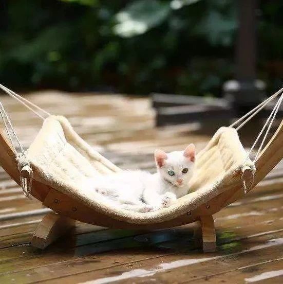 火爆！​宠物用品在美国的销量暴涨500%；亚马逊获准出售新冠病毒检测试剂盒