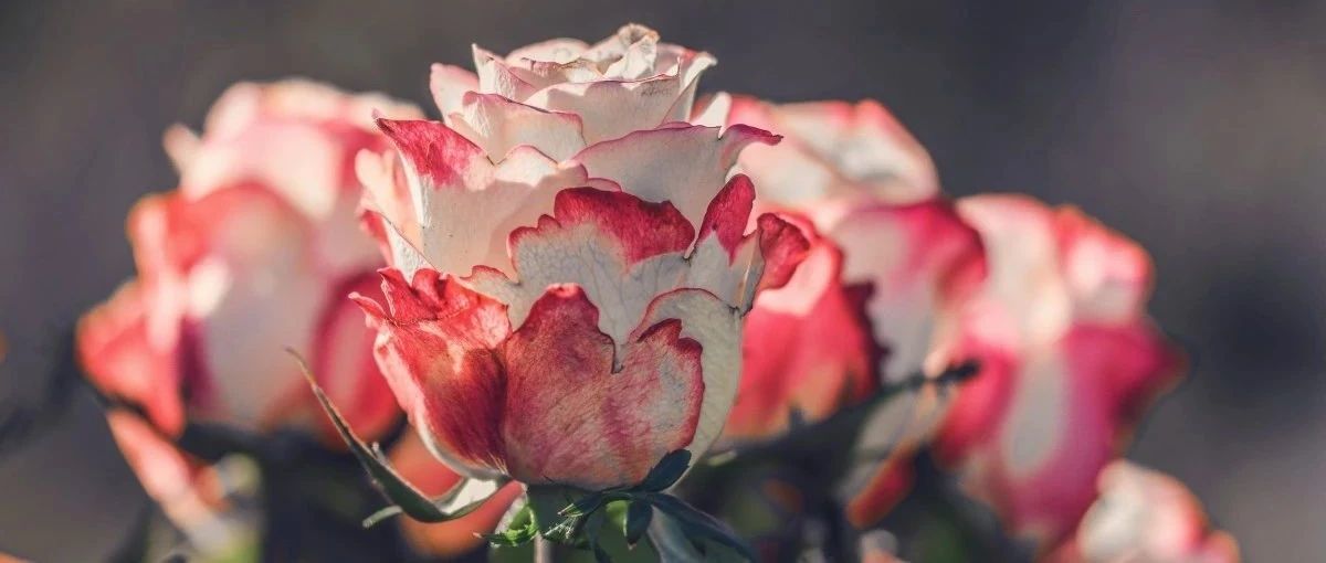 亚马逊新加坡&amp;加拿大两站点福利来咯~