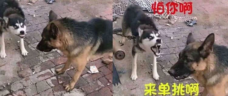 亚马逊Listing无故变狗的原因和申诉方法