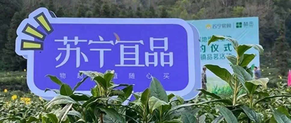 苏宁宜品“小考”表现抢眼 模式找对是关键