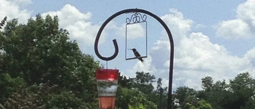 蜂鸟站立支架也来版权投诉！