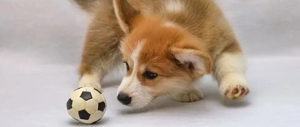 赶紧自查！爆款宠物玩具暗藏侵权危机，已有卖家被起诉！