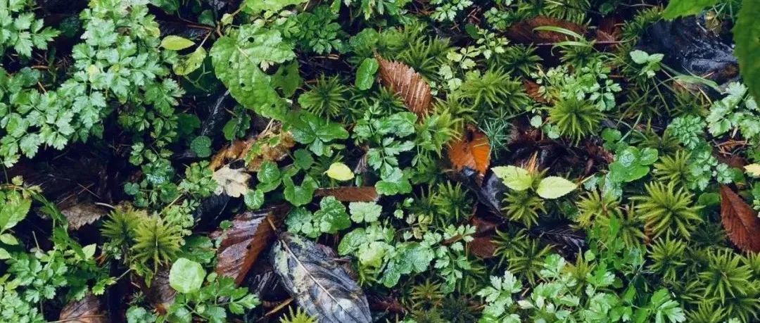 为什么新的Google系列总跑不起来