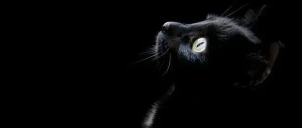 不要在你的跨境电商类目一条路走到“黑”