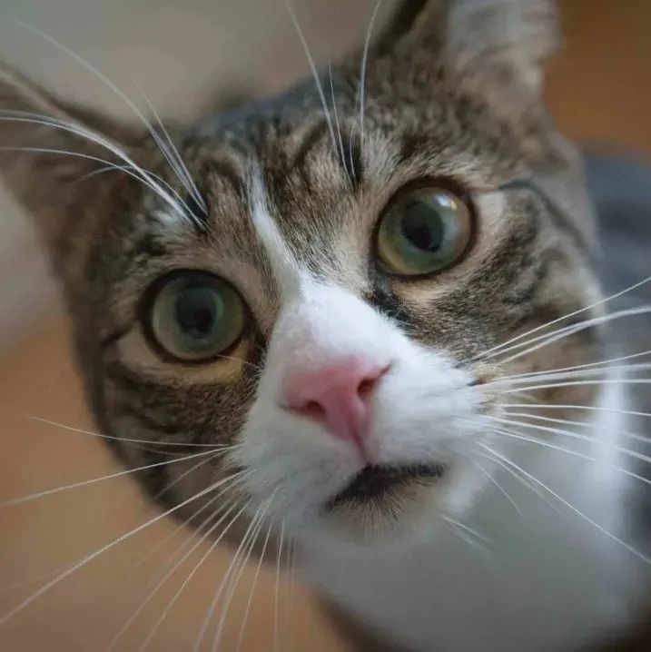 在TikTok撸猫就把钱挣了！宠物用品客单价高！市场规模大！