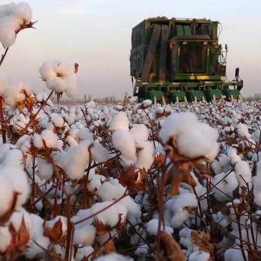 突发！禁止进口新疆产品！美国正式签署法案，超90亿美金新疆棉产品将受到影响......