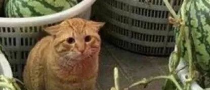 同样是刷单，为何不在独立站刷？