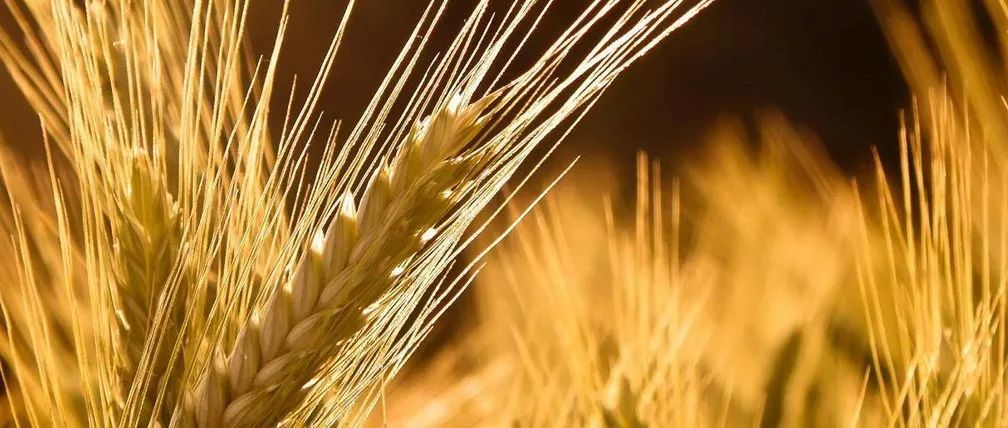 全球粮食短缺凸显？印度即日起禁止小麦出口！