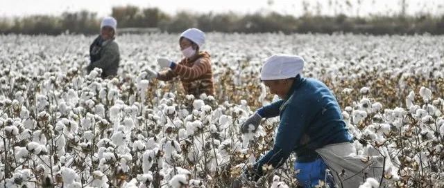 关于美国新疆棉对货代的影响