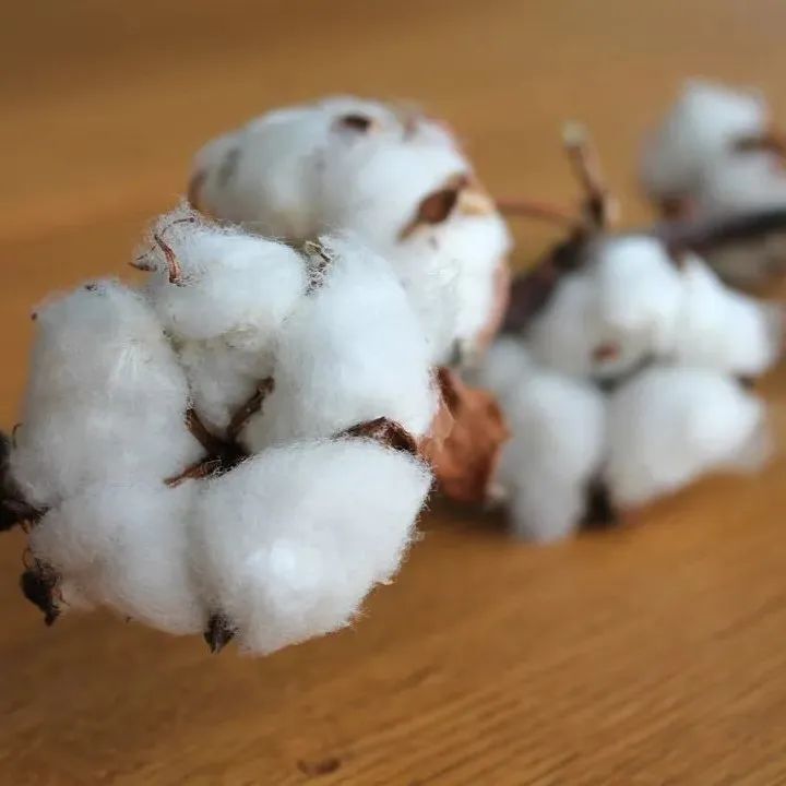 纺织类货物将遭严查，直接扣押！美国对新疆棉花禁令6月21日正式生效！