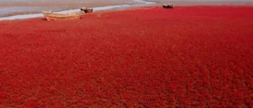 韩国市场，究竟哪个平台最好做？