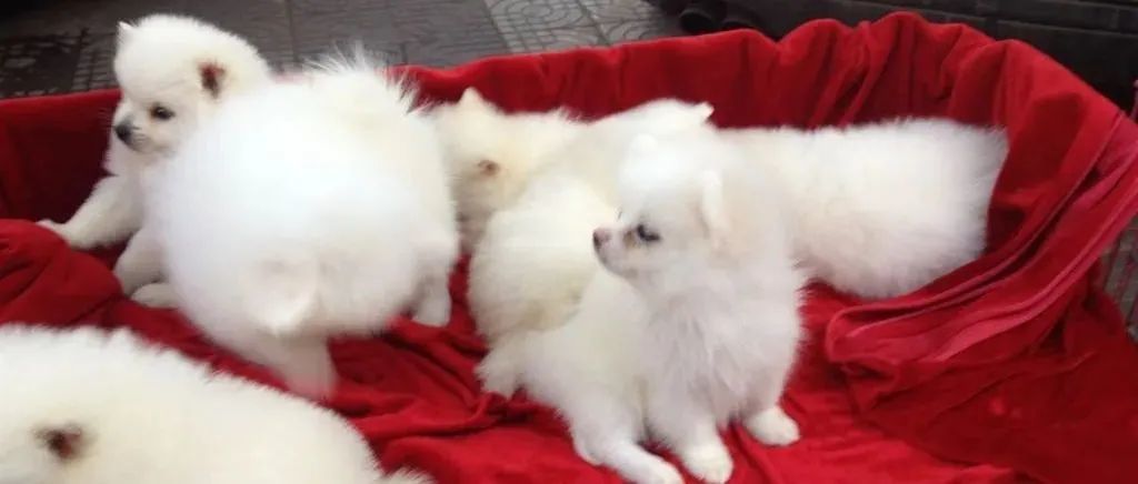 揭秘美国宠物食品最热搜索趋势！看完你就知道卖什么了