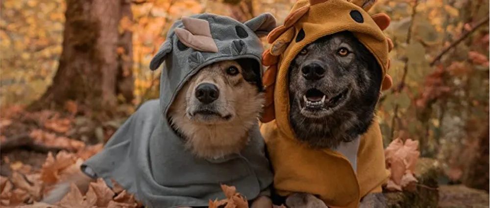 创新高！亚马逊宠物大牌收入突破5亿美金