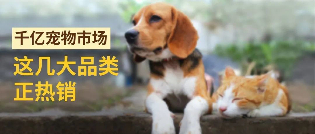 全球宠物市场持续增长，这几大热销品类商机无限