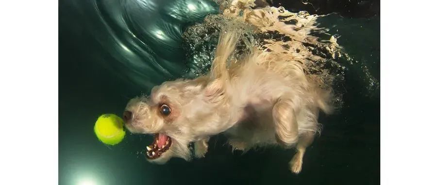 Seth Casteel​摄影作品：《Underwater Dogs》系列照片版权维权
