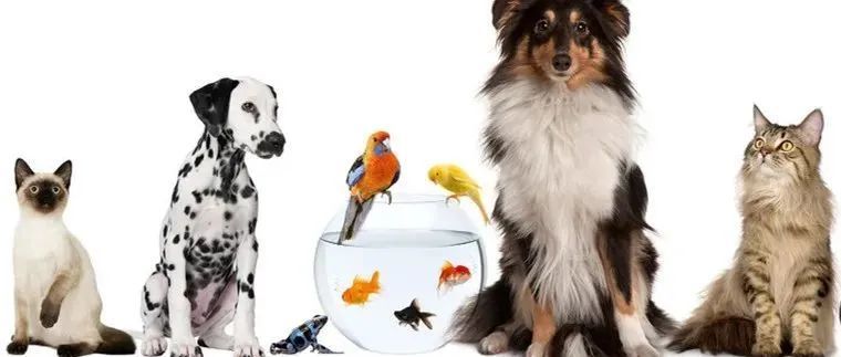 宠物品类运营指南