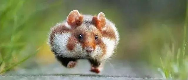 亚马逊广告打法拆解（2）高价标品怎么打广告